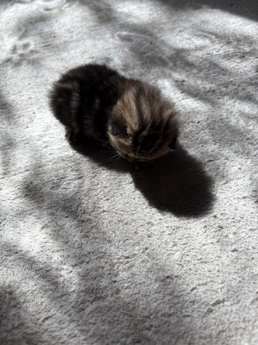продам котят Скоттиш Фолт