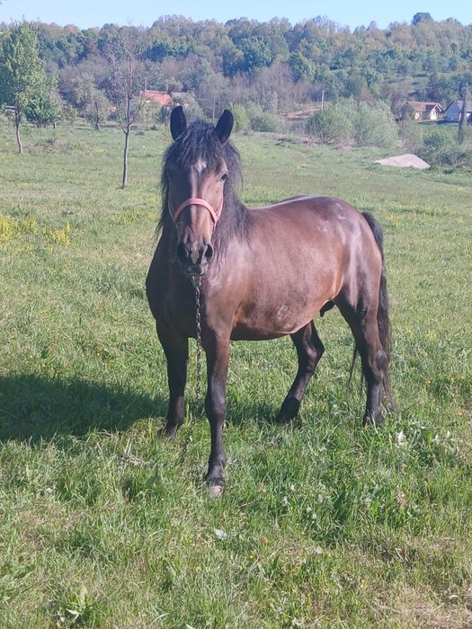 Vând iapa cu manz
