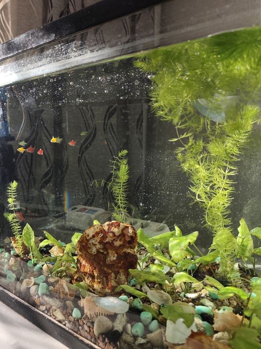 Аквариум, два аквариума