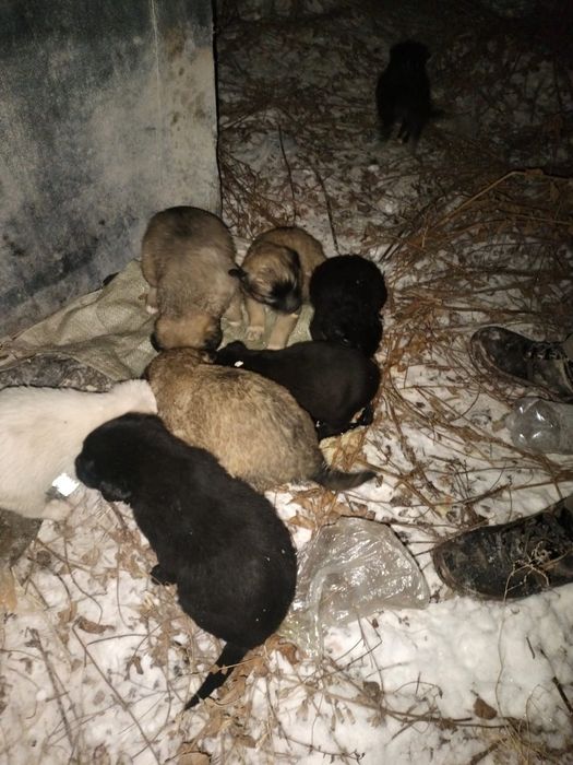 Щенки ищут семью