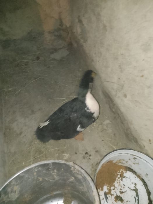 Продаю утку самец