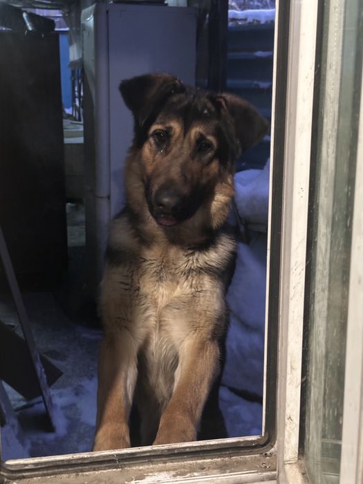 Породистая овчарка