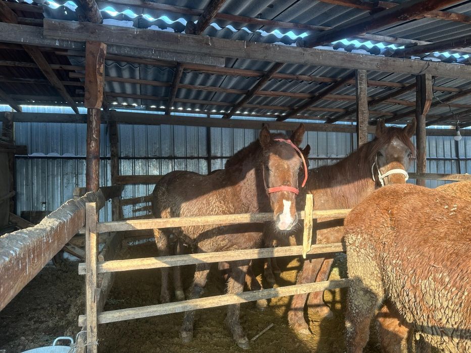 Жабағы кунандар сатылады