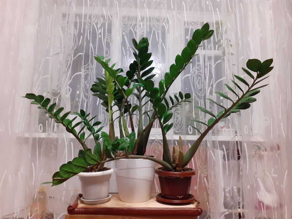 Комнатные растения