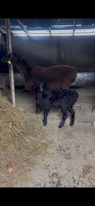 Арашан Гиссар козылы койлар