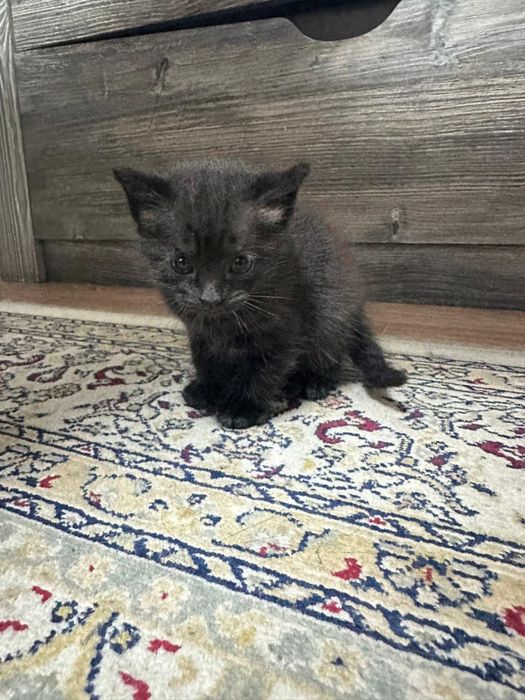 Отдам котенков в хорошие руки бесплатно!