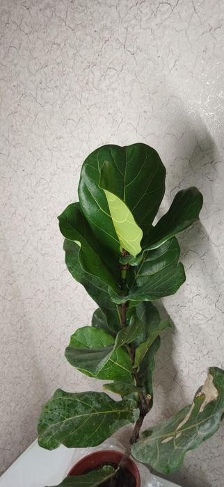 Фикус Лирата Белизе Али  Лирата бамбино