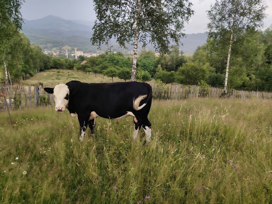 Taur angus monta