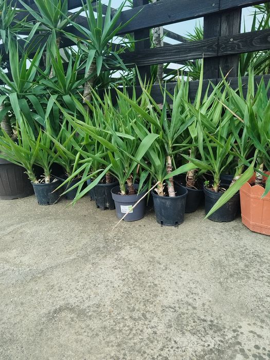 Flori ,yucca ghiveci