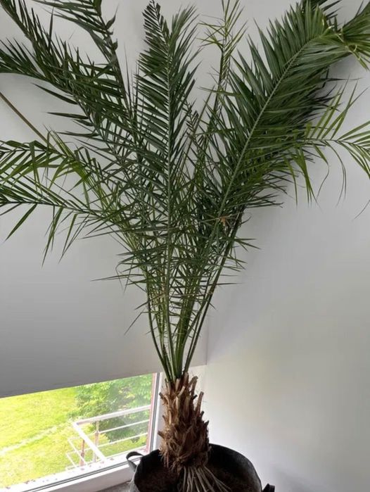 Palmier curmal 260 cm urias Phoenix canariensis