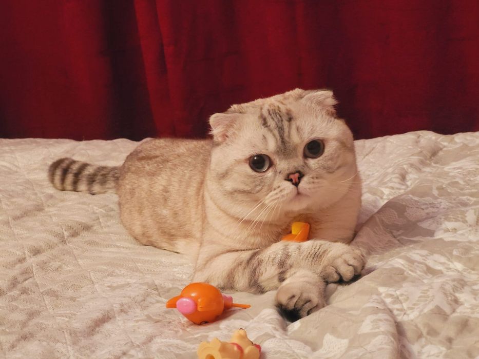 Скоттиш фолд ищет невест