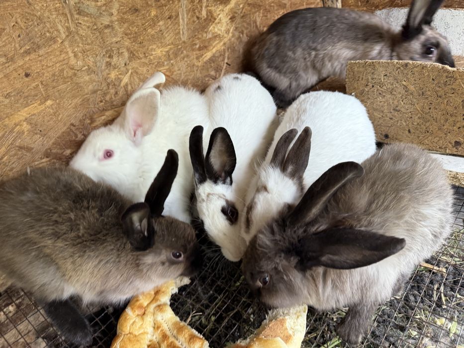 Продам декоративных кроликов