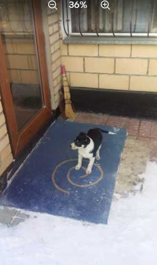 Девочка, три месяца ищем дом с добрыми хозяевами!