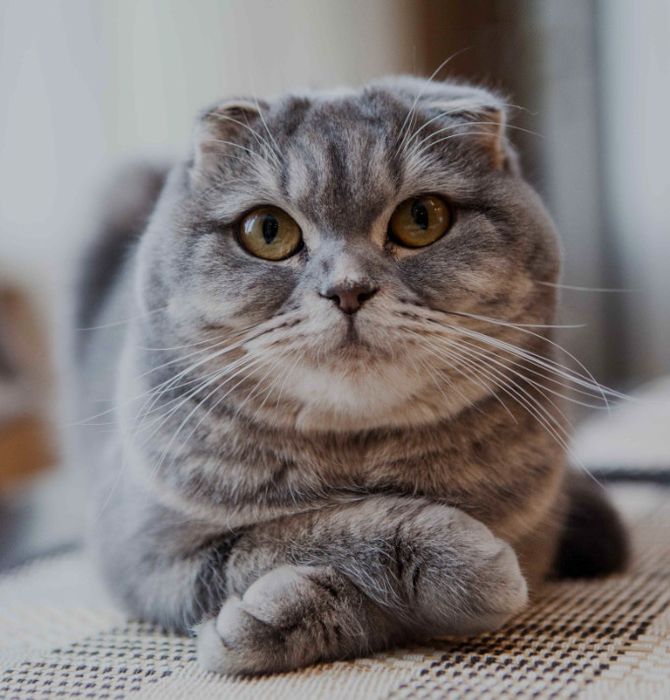 шотландская кошка вислоухая