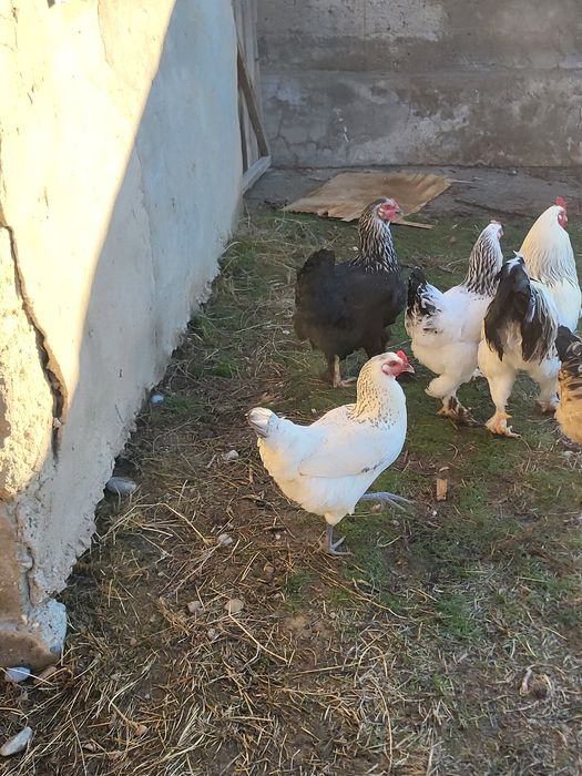 Осы тауық сатылады