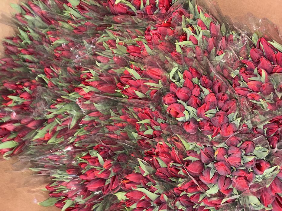 Оптом тюльпаны астана бутон 8 см