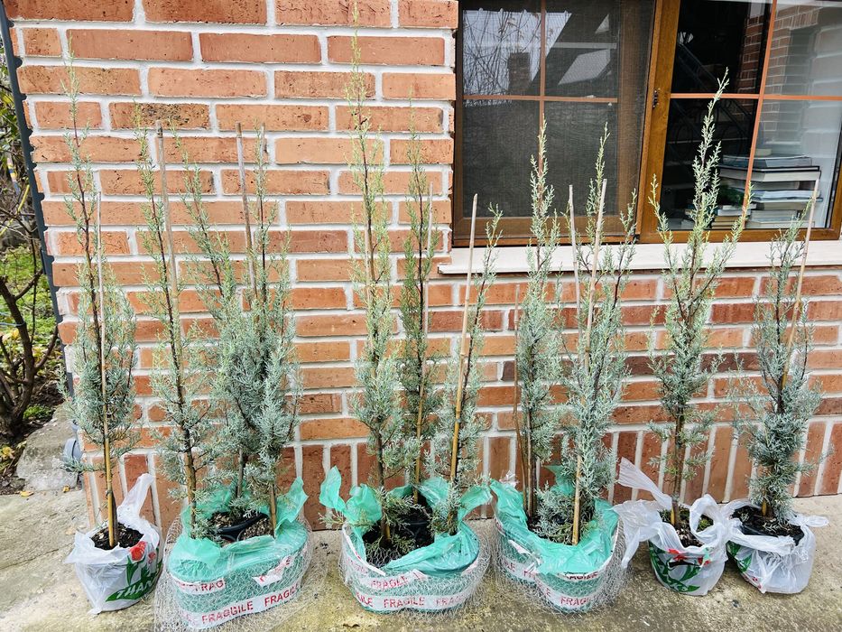 Chiparos de arizona, gard viu sau solitar