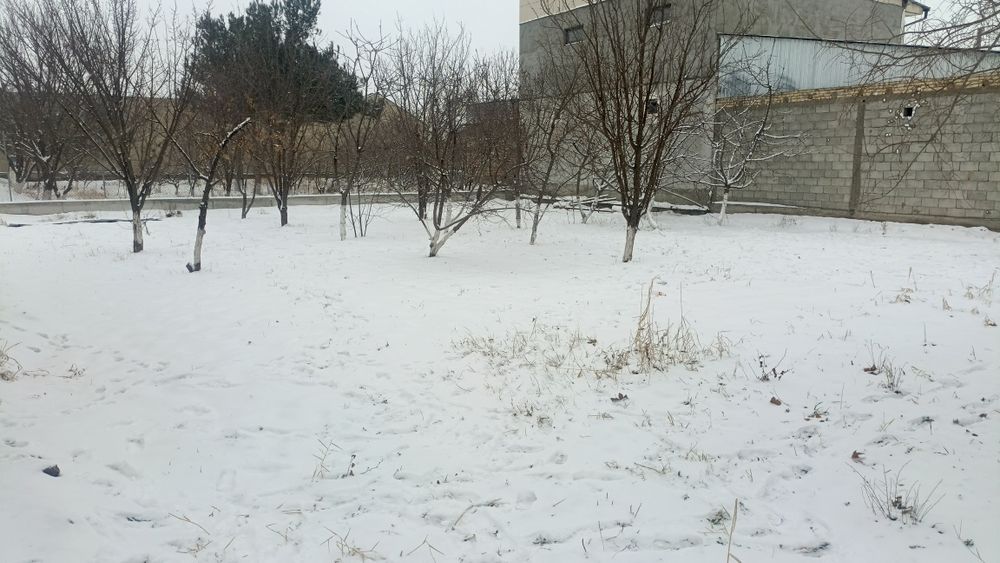 Dakumenti noturar auktsionda olingan