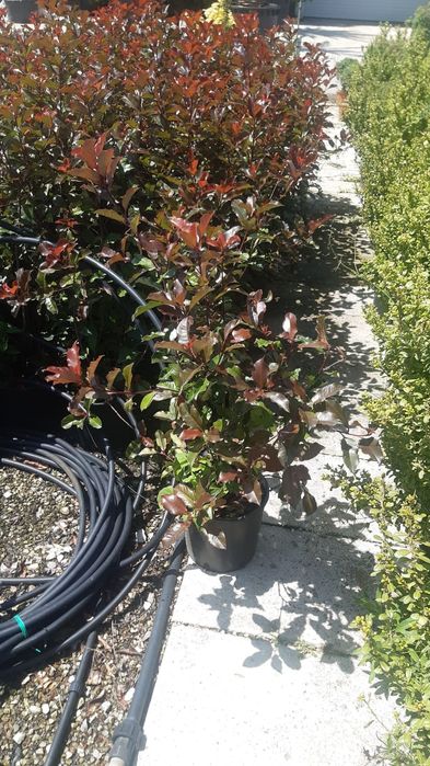 Fotinia Red (photinia)