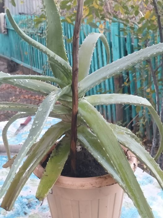 Алоэ Вера, многолетний,