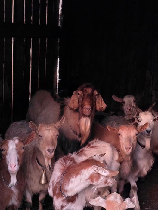 Țap nubian pentru prasila.