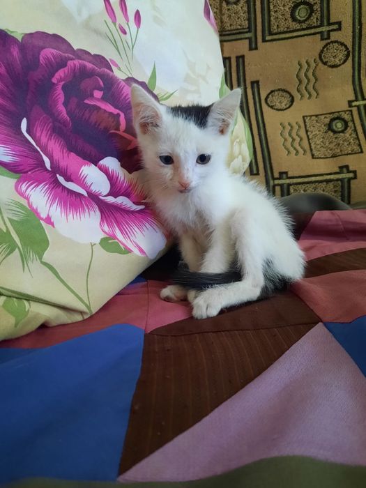 Котенок мальчик ищет дом!
