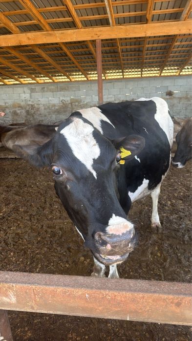 Корова, КРС, телки