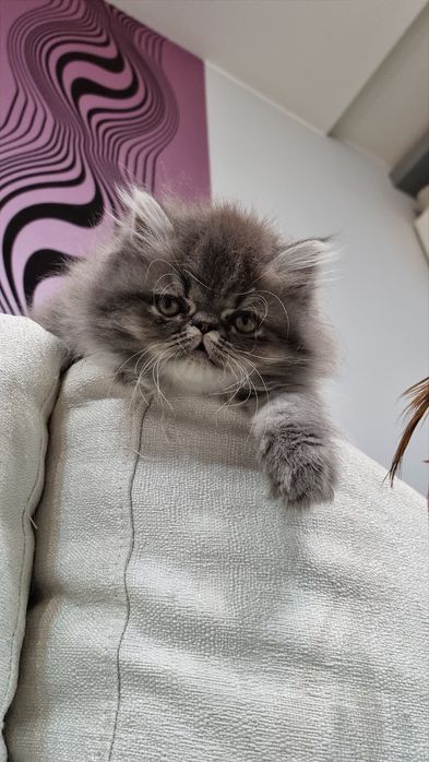Персийско коте родено на 23.05.26г.