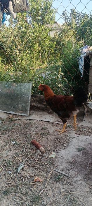 Хан хяп жужа хуроз лар сотилади