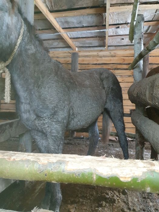 Тай с откорма 2 головы