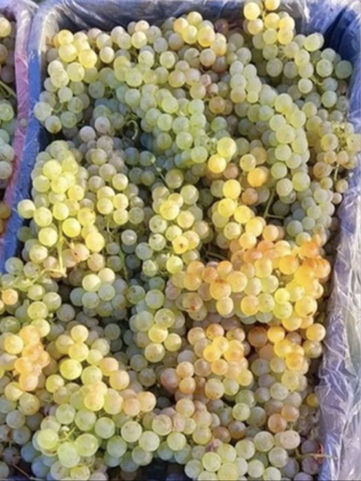 Struguri de vin toate soiurile nobile