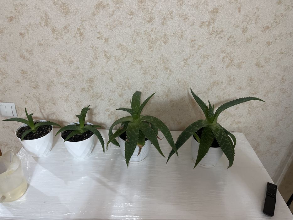 Продам алоэ цветы