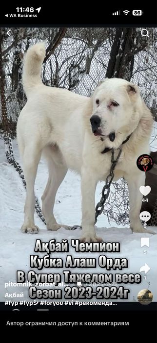Продам Собаку Алабай