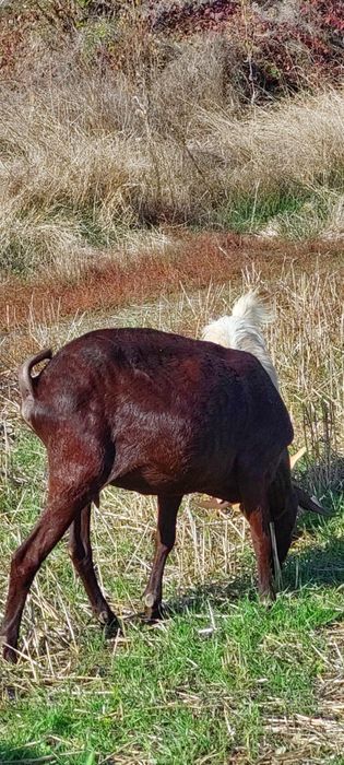 Schimb capra murciano Granadina