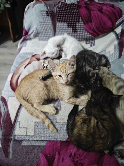 Отдам котят в хорошие руки