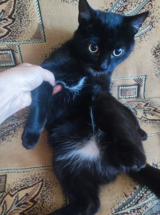 Котенок девочка 4,5месяца