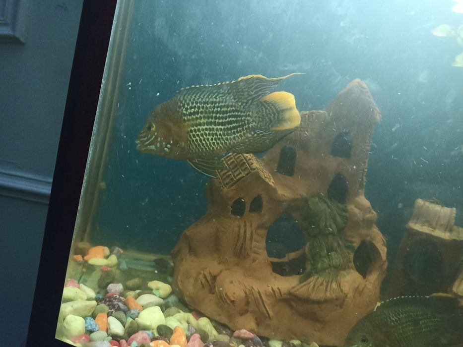 Продаю хищников цена договорная