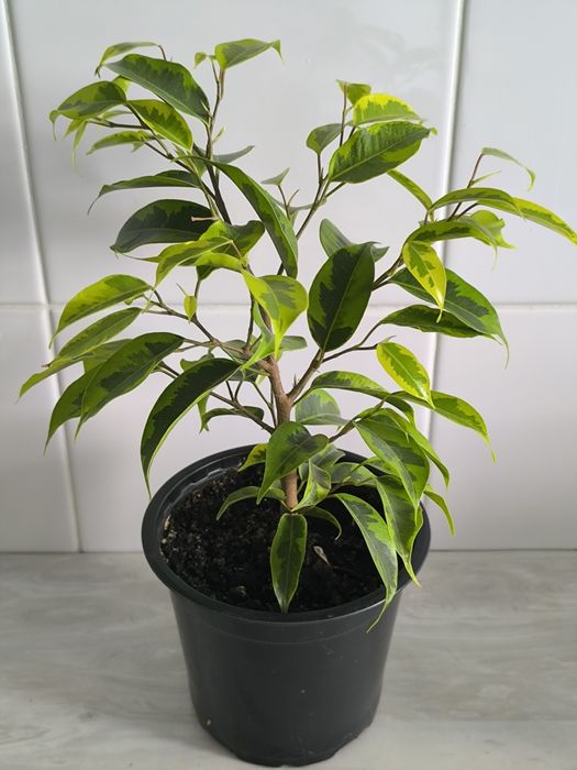 Фикус Бенджаминова