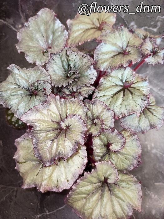 Бегония сортовая.