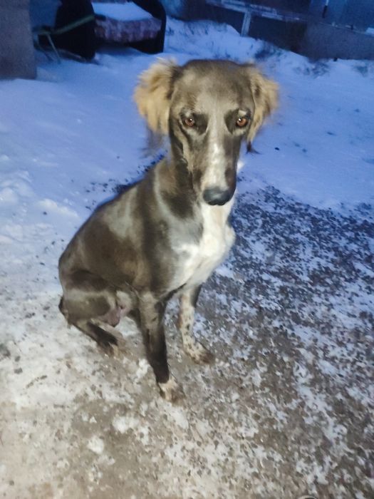 Отдам щенят  тазы