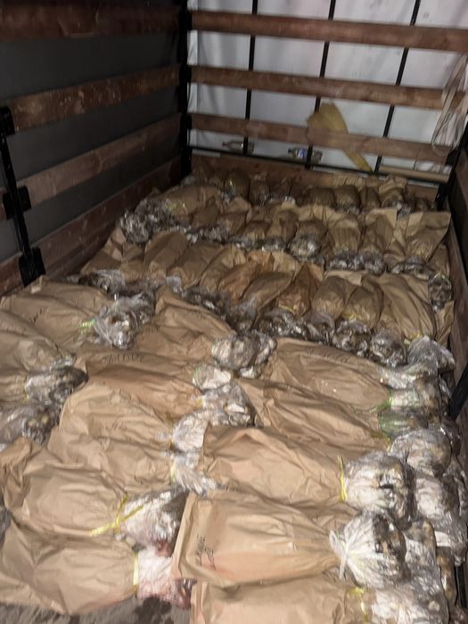 Свежие красивые Тюльпаны