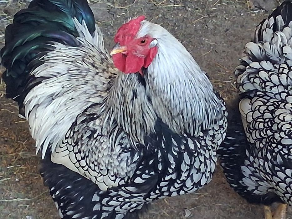 Vând oua pentru incubat