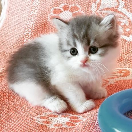 Шикарные шотландские котята
