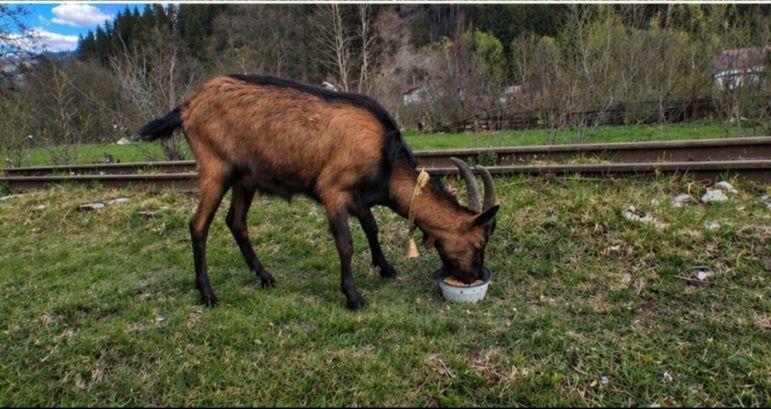 Vând tap alpin francez