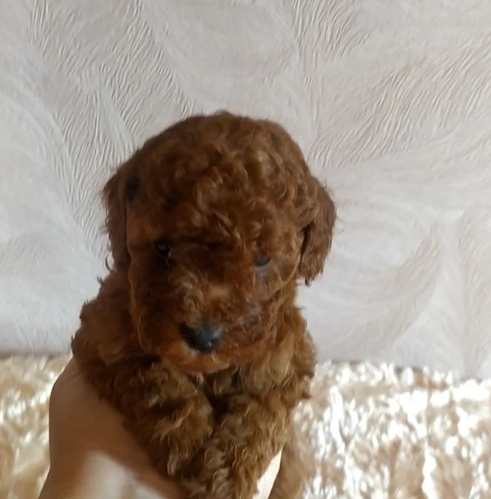 Шикарные малыши Той Пудель