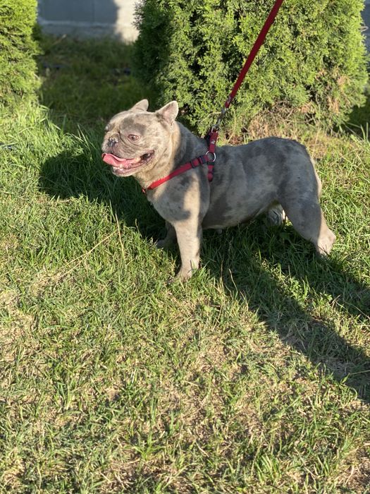 Френски булдог / френски булдочета /