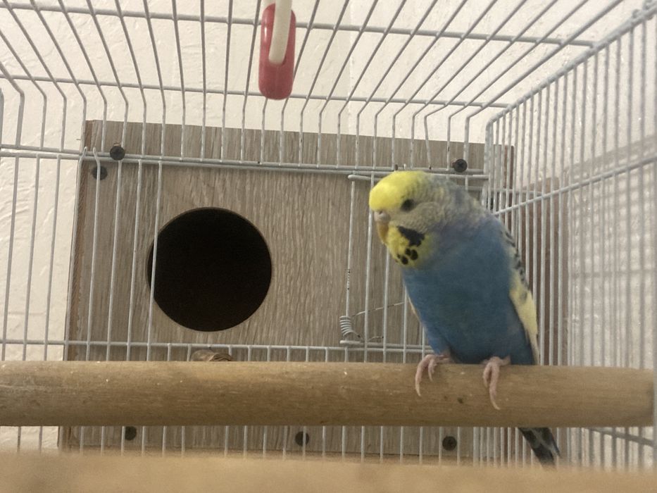 Продайу папугай