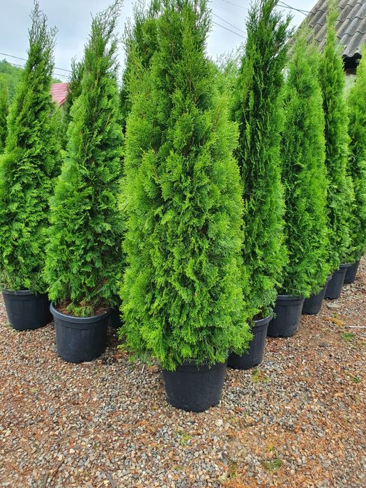 Tuia smarald/Leylandi