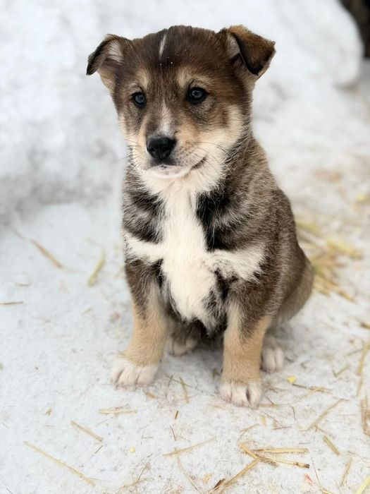 Отдам щенка  в добрые руки