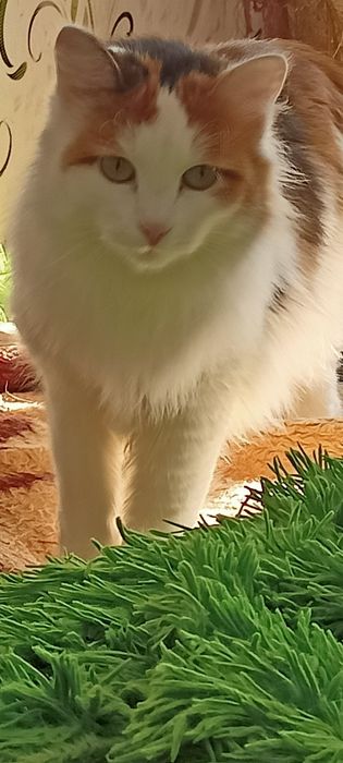 Красотка Лилу ищет себе хозяина